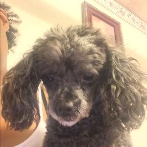 Meet your Posher, Chantel